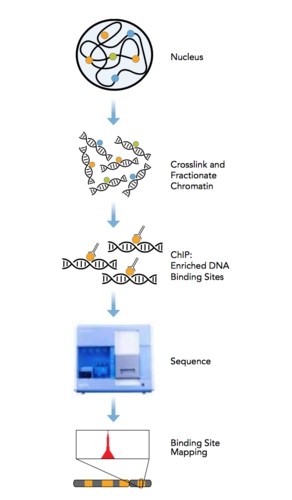 chip-seq.jpg